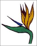 Streek Strelitzia